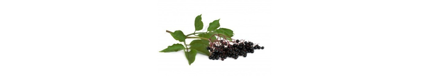 Elderberry