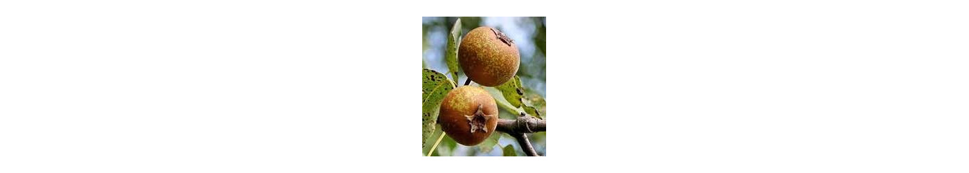 Wild Pear