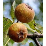 Wild Pear