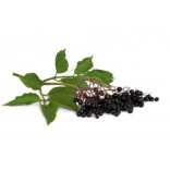 Wild Elderberry