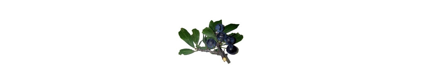 Wild Sloe