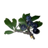 Wild Sloe